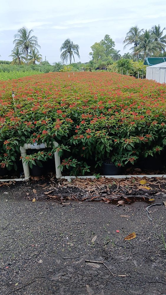 croton-lucidus-firebush