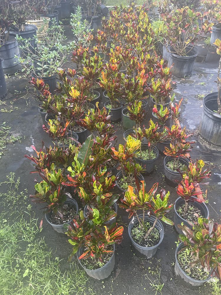 croton