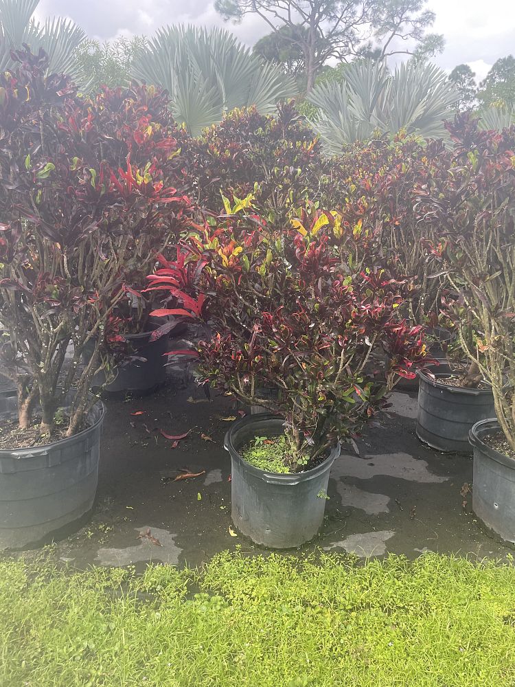 croton
