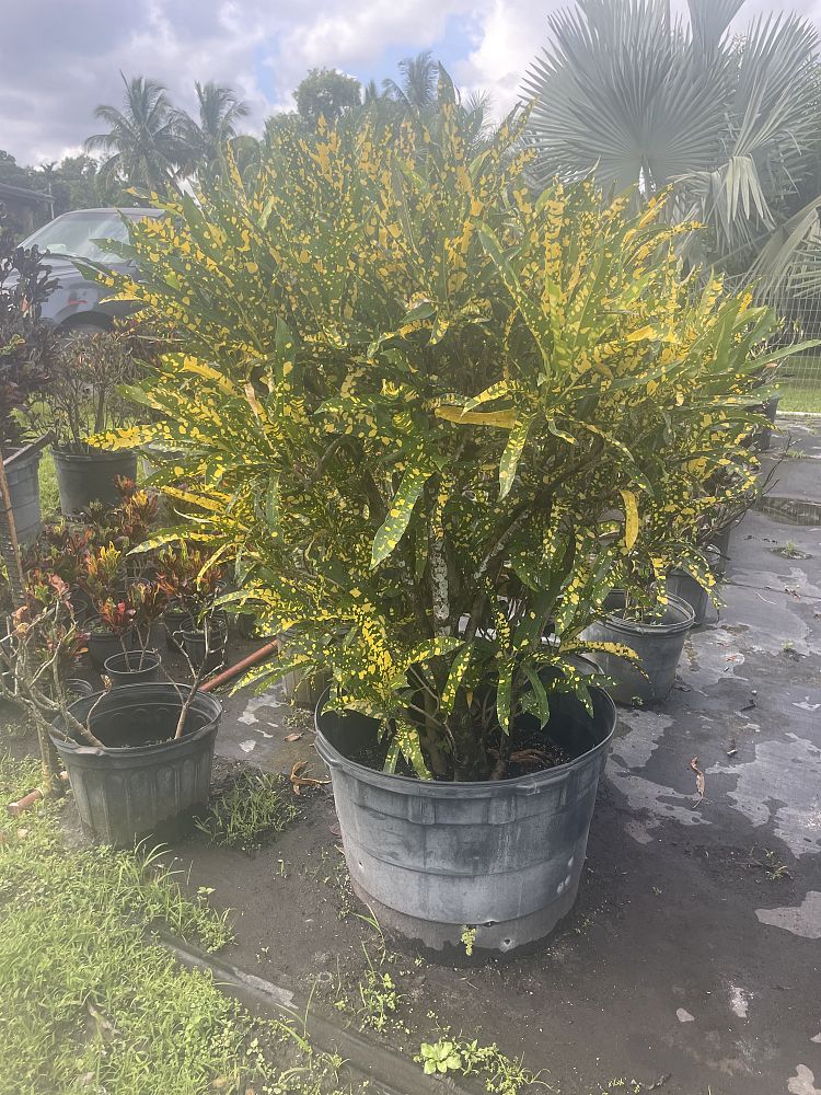 croton
