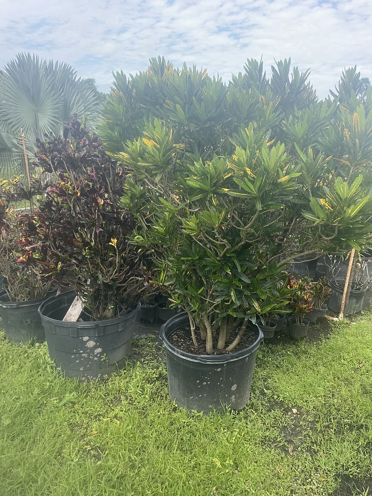 croton