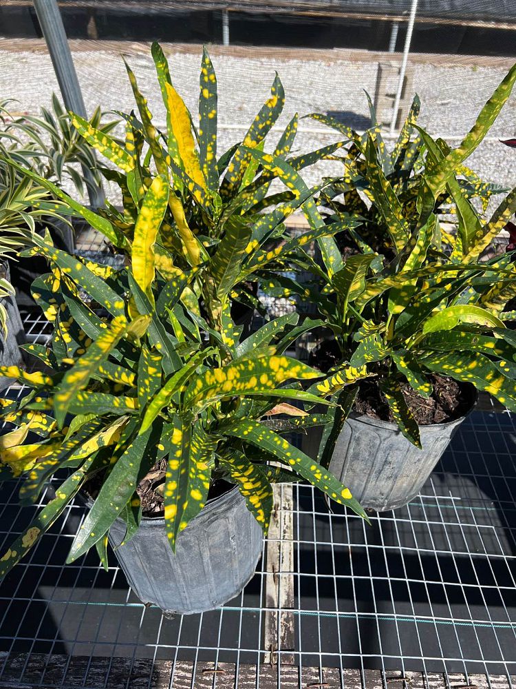 croton