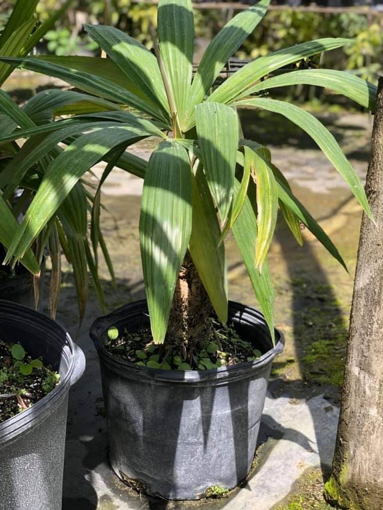 cryosophila-stauracantha-rootspine-palm