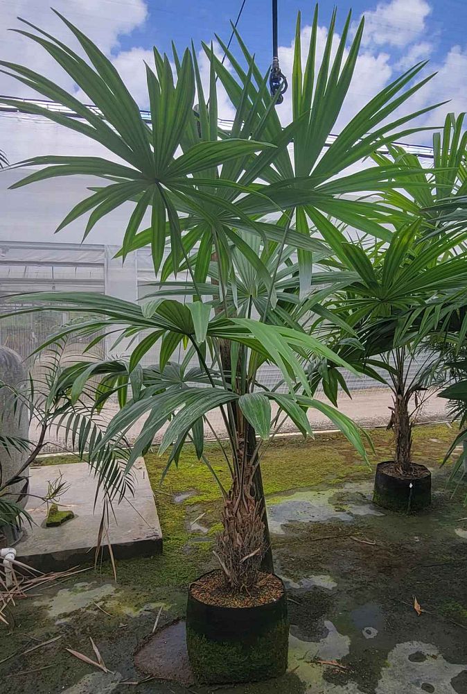 cryosophila-stauracantha-rootspine-palm