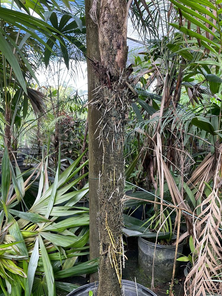 cryosophila-stauracantha-rootspine-palm