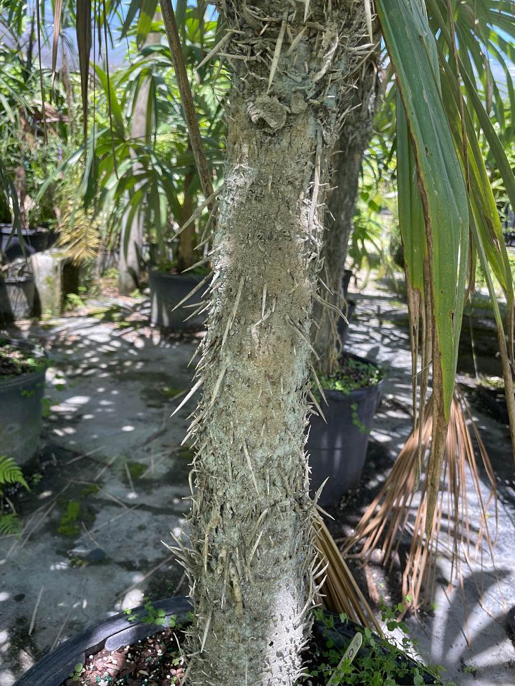 cryosophila-stauracantha-rootspine-palm