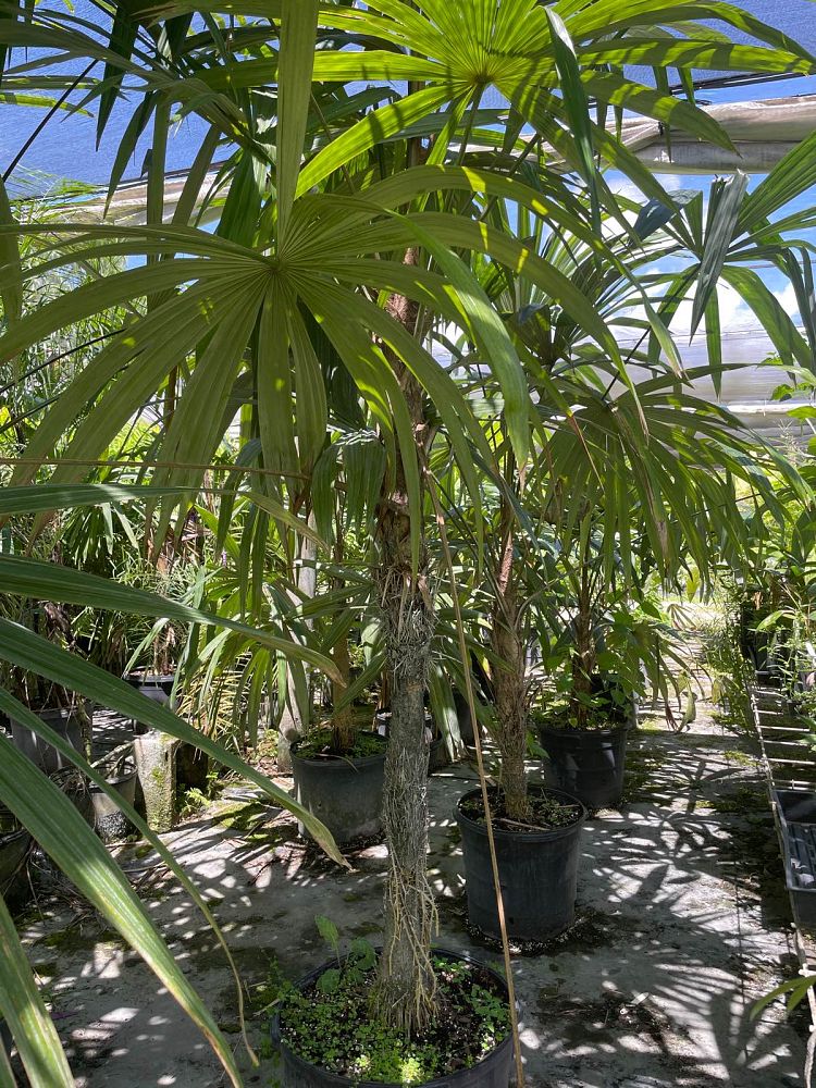 cryosophila-stauracantha-rootspine-palm