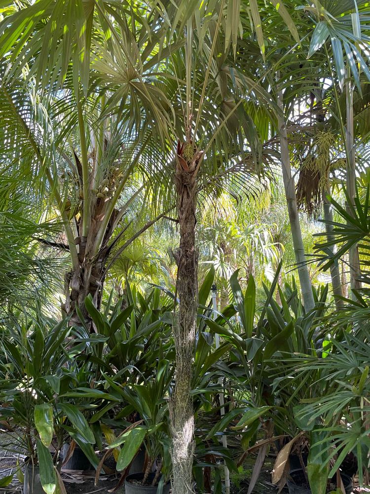 cryosophila-stauracantha-rootspine-palm
