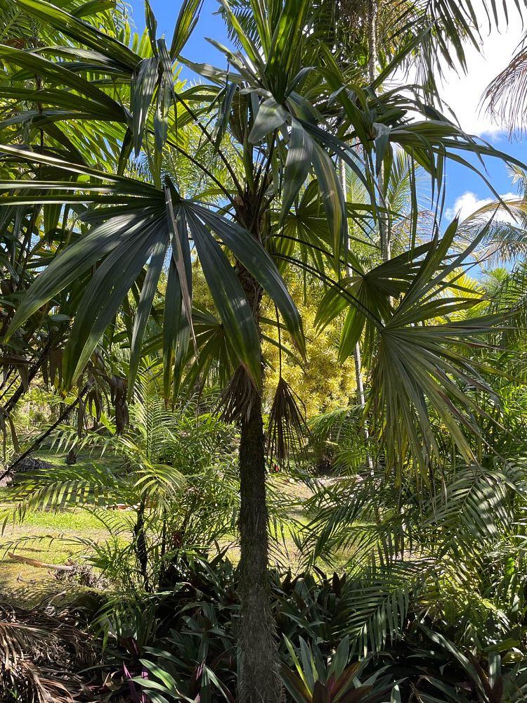 cryosophila-stauracantha-rootspine-palm