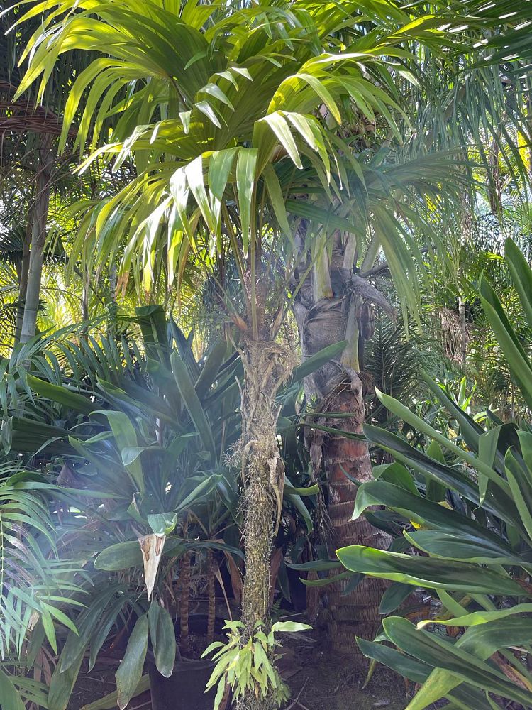 cryosophila-stauracantha-rootspine-palm