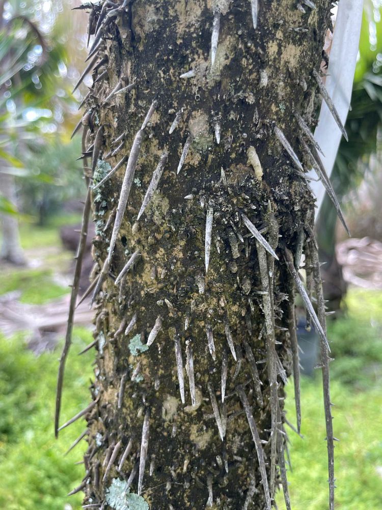 cryosophila-stauracantha-rootspine-palm