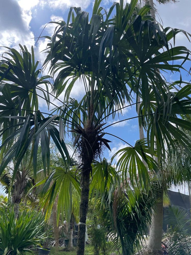cryosophila-stauracantha-rootspine-palm