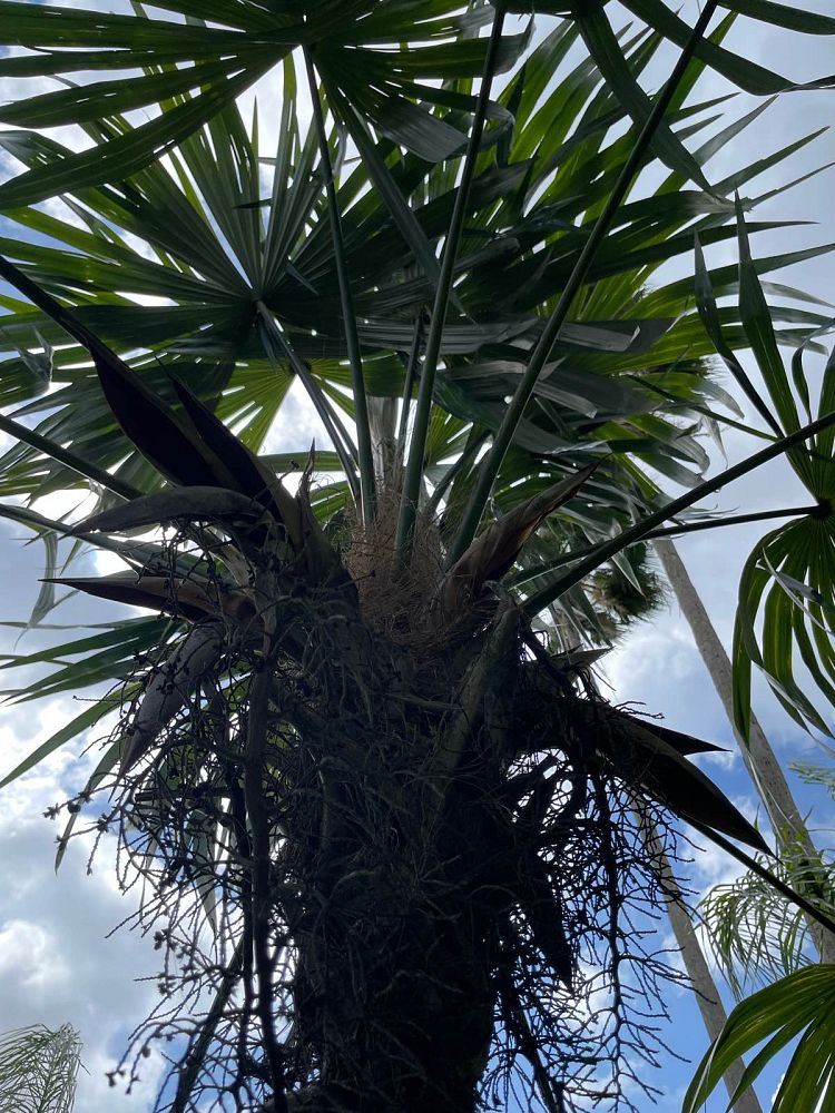 cryosophila-stauracantha-rootspine-palm