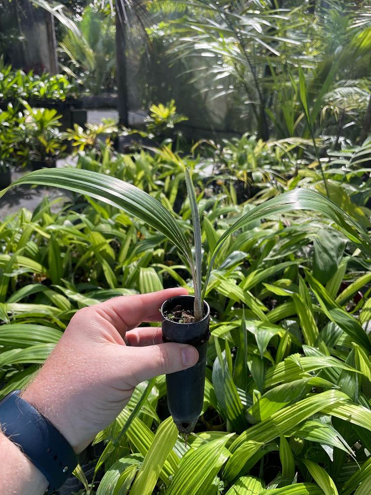 cryosophila-stauracantha-rootspine-palm
