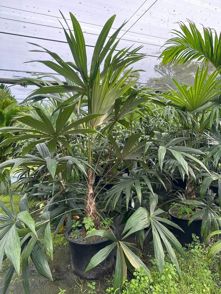 cryosophila-stauracantha-rootspine-palm