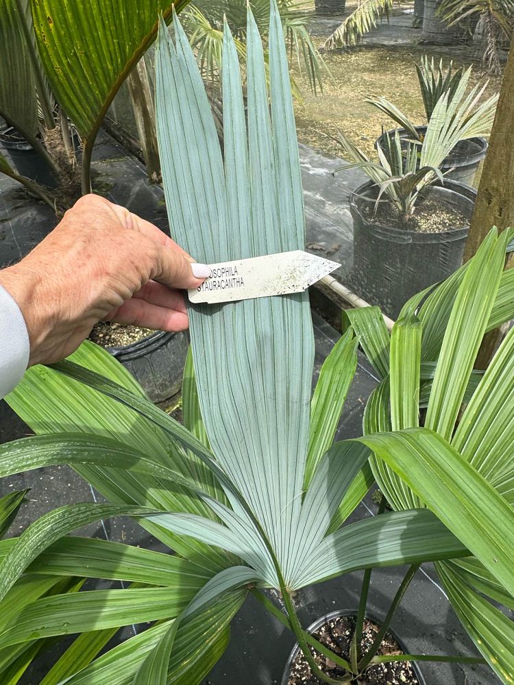 cryosophila-stauracantha-rootspine-palm