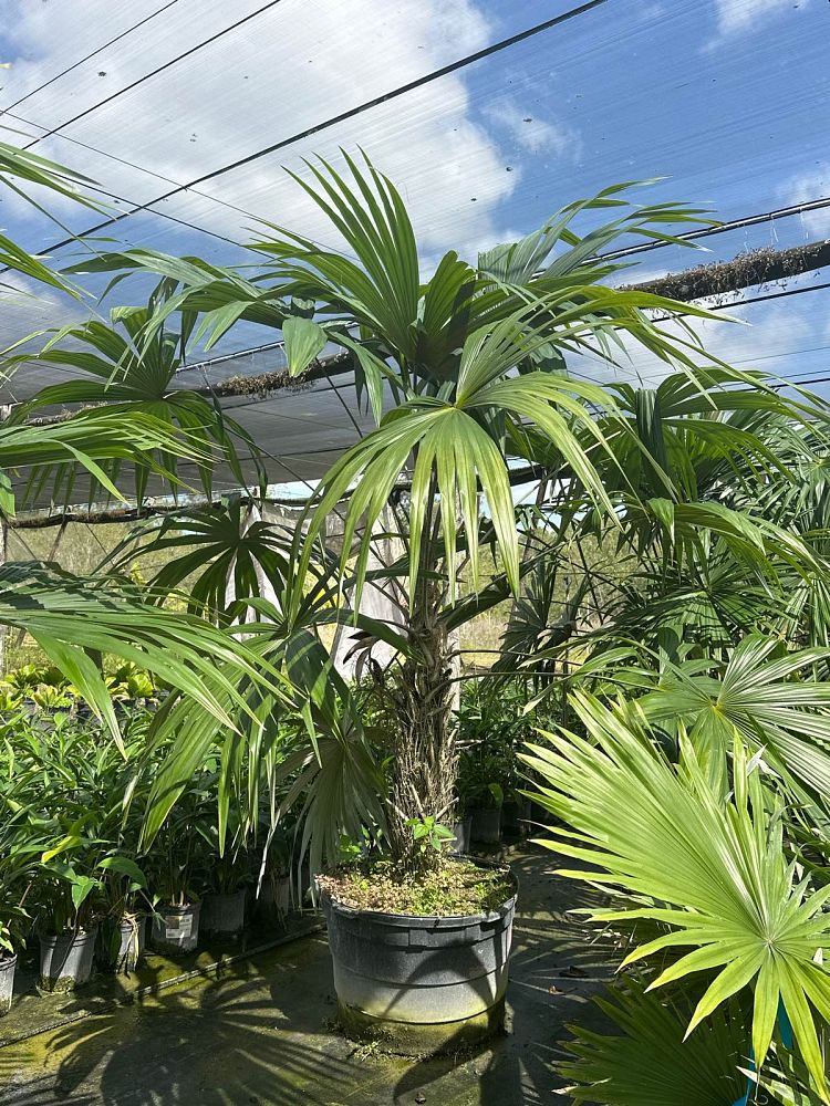 cryosophila-stauracantha-rootspine-palm