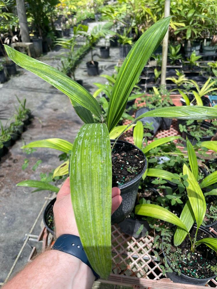 cryosophila-warscewiczii