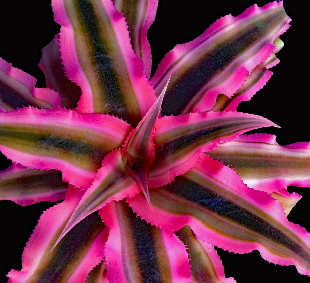 cryptanthus-bivittatus-pink-starlite-starfish-plant-earth-star-bromeliad