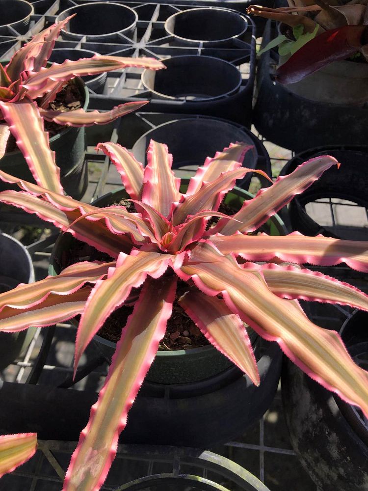 cryptanthus-bivittatus-pink-starlite-starfish-plant-earth-star-bromeliad