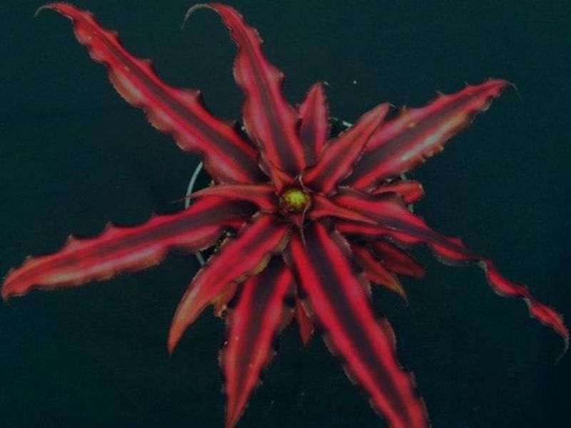 cryptanthus-bivittatus-ruby-starfish-plant-earth-star-bromeliad