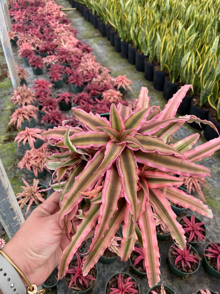 cryptanthus-earth-star-bromeliad