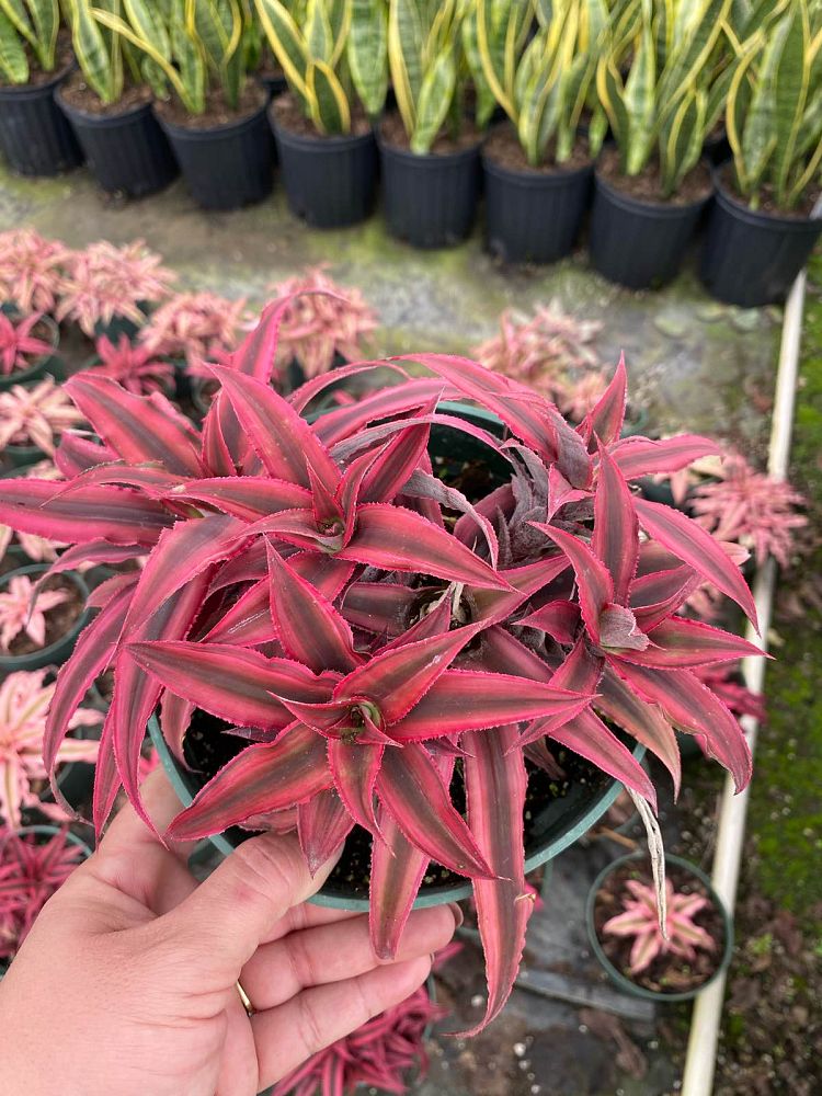 cryptanthus-earth-star-bromeliad