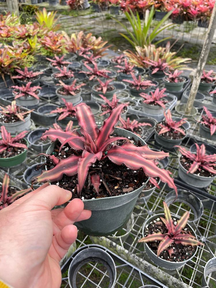 cryptanthus-earth-star-bromeliad