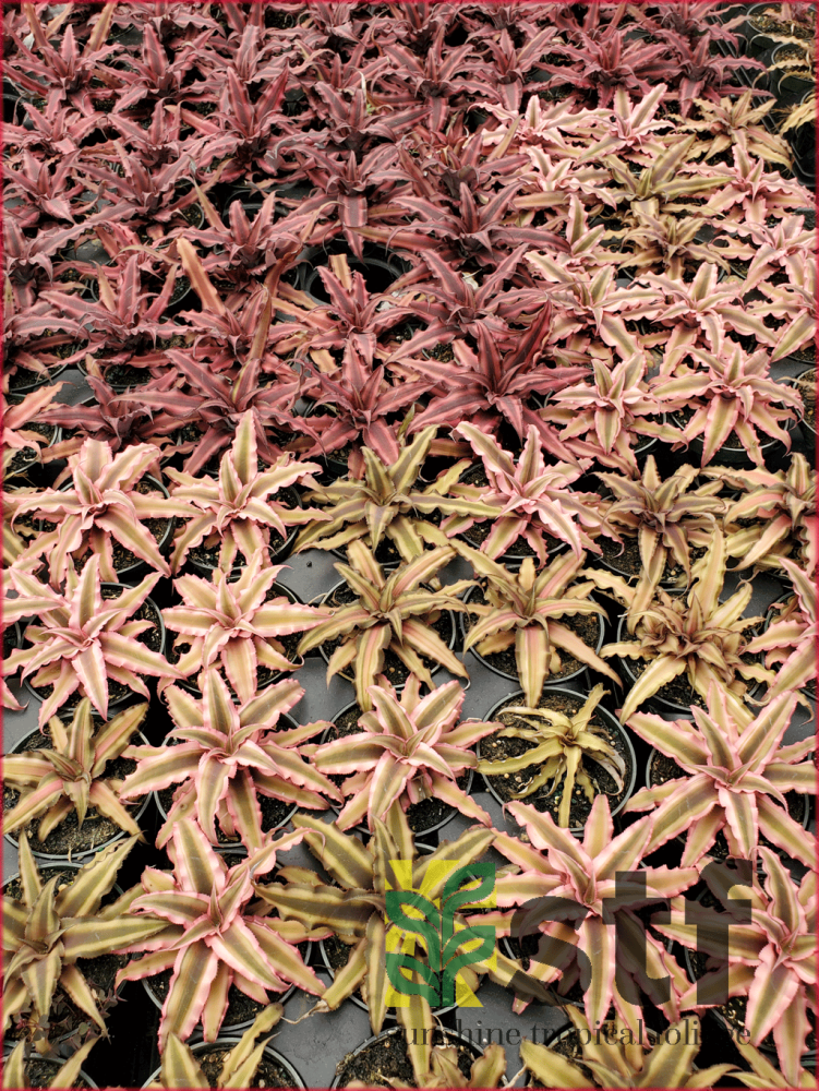 cryptanthus-earth-star-bromeliad