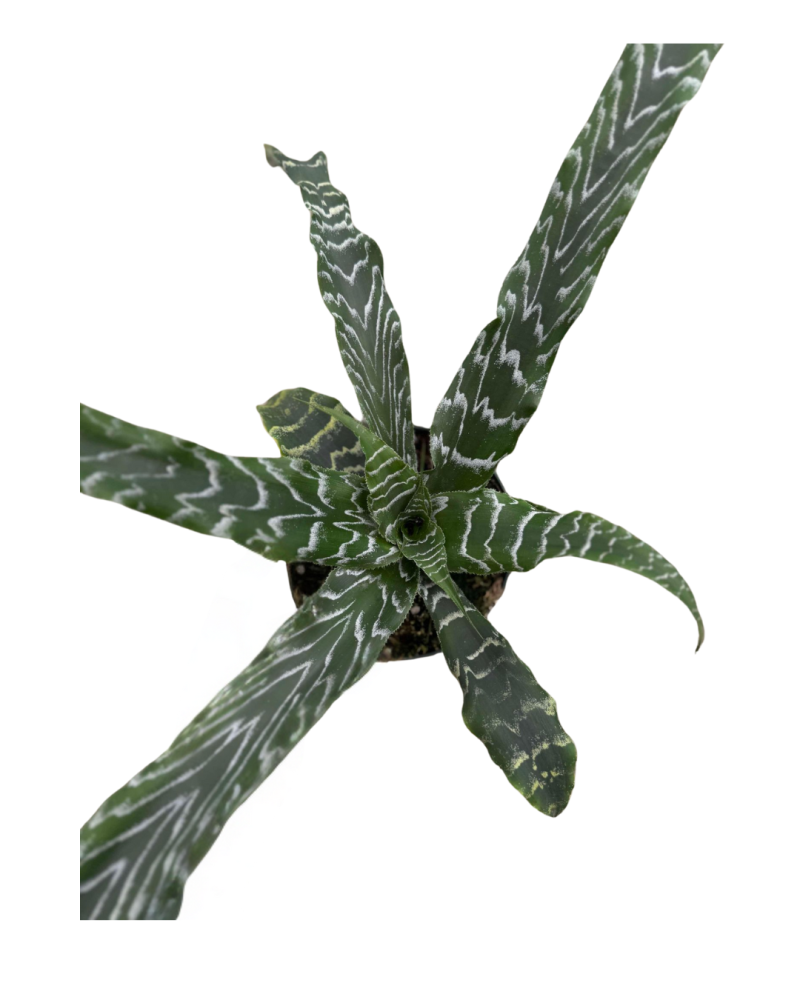 cryptanthus-earth-star-bromeliad