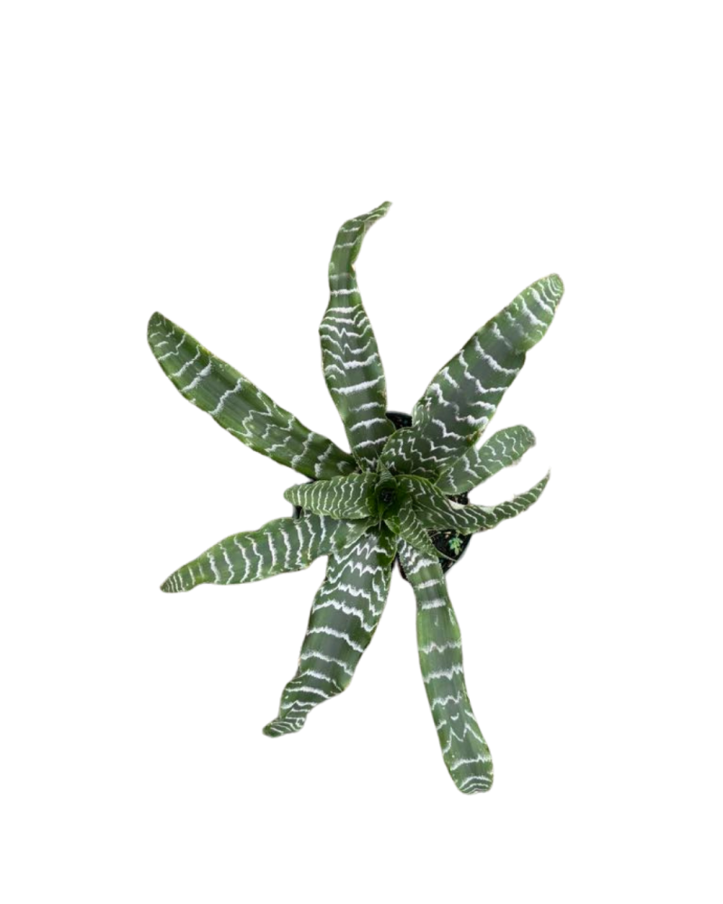 cryptanthus-earth-star-bromeliad