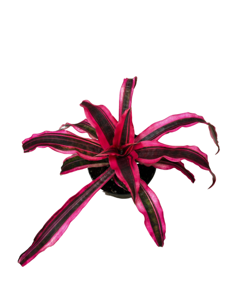 cryptanthus-earth-star-bromeliad