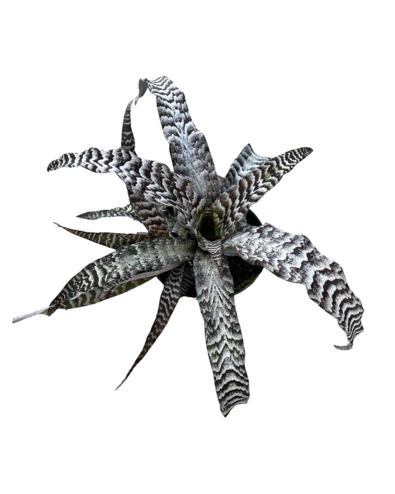 cryptanthus-earth-star-bromeliad