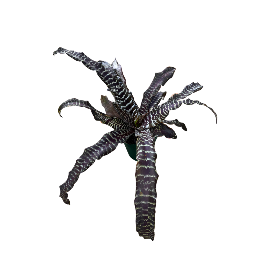 cryptanthus-earth-star-bromeliad