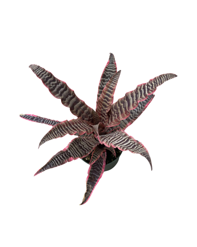 cryptanthus-earth-star-bromeliad