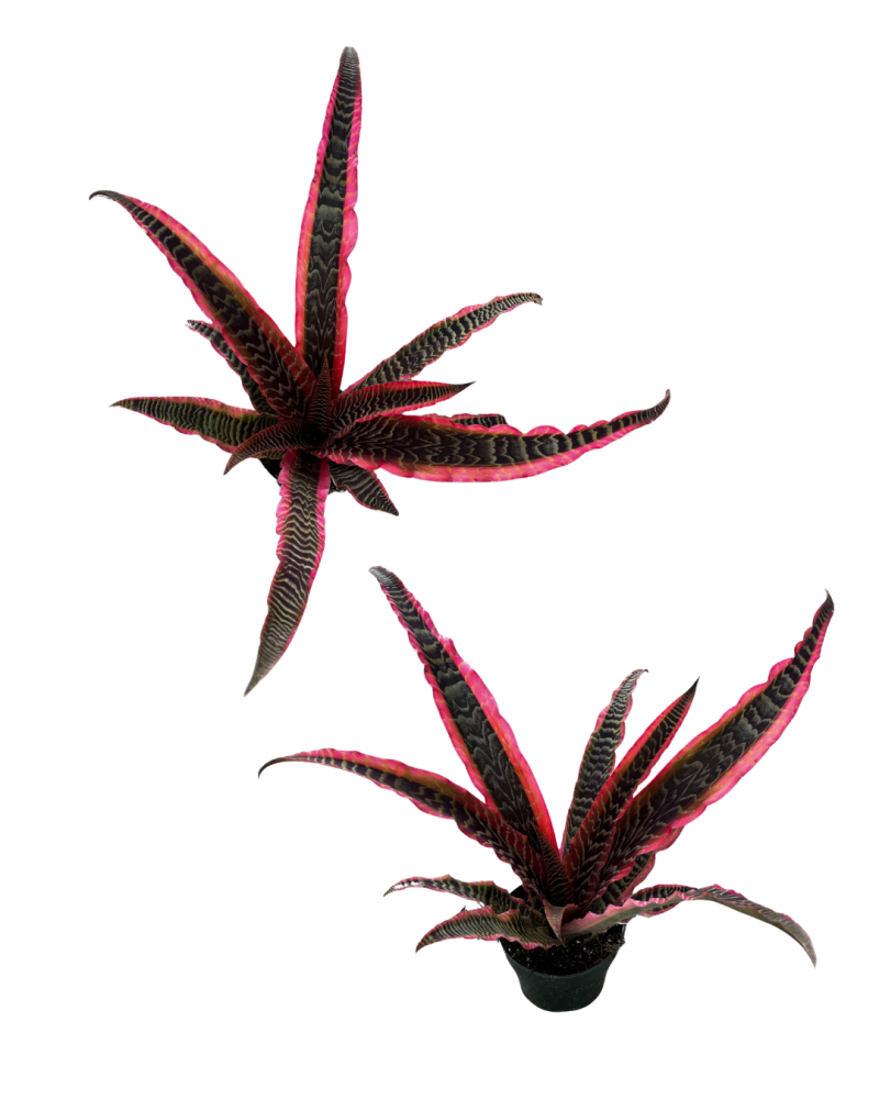 cryptanthus-earth-star-bromeliad