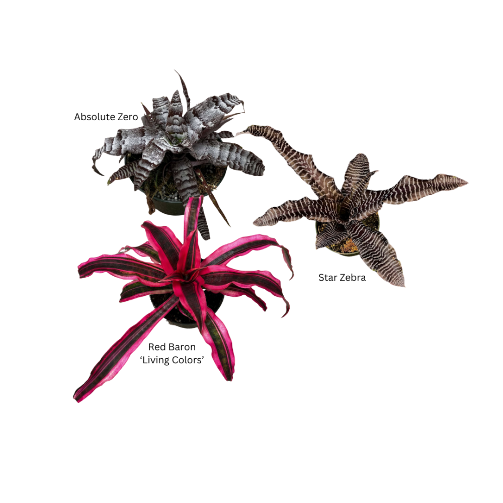 cryptanthus-earth-star-bromeliad