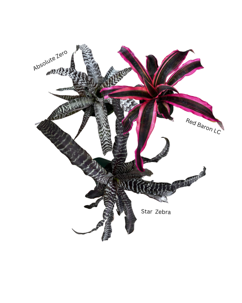 cryptanthus-earth-star-bromeliad