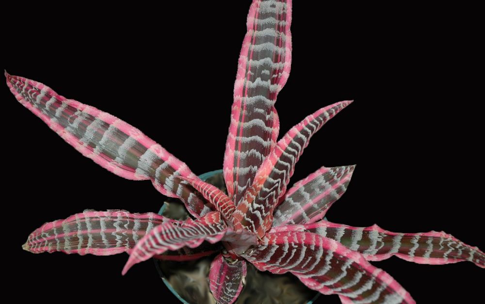 cryptanthus-elaine-earth-star-bromeliad