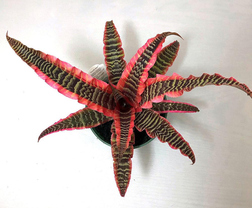 cryptanthus-elaine-earth-star-bromeliad