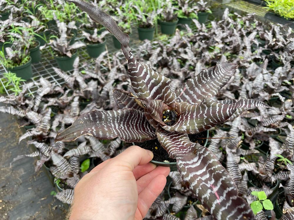 cryptanthus-zonatus-zebrina-bromeliad-zebra-star-bromeliad