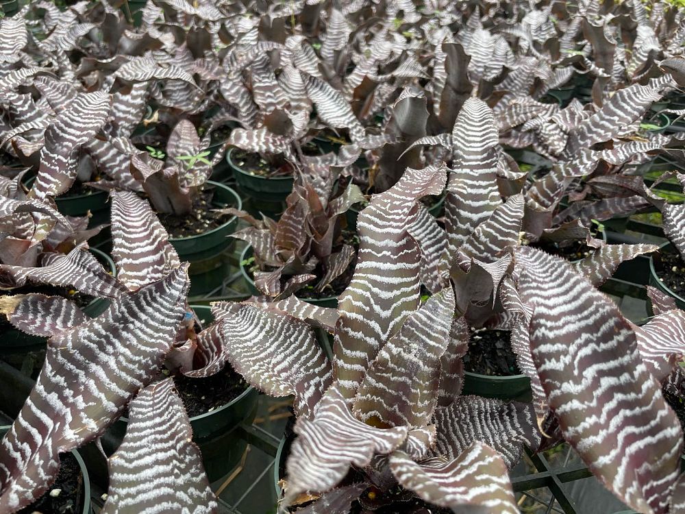 cryptanthus-zonatus-zebrina-bromeliad-zebra-star-bromeliad