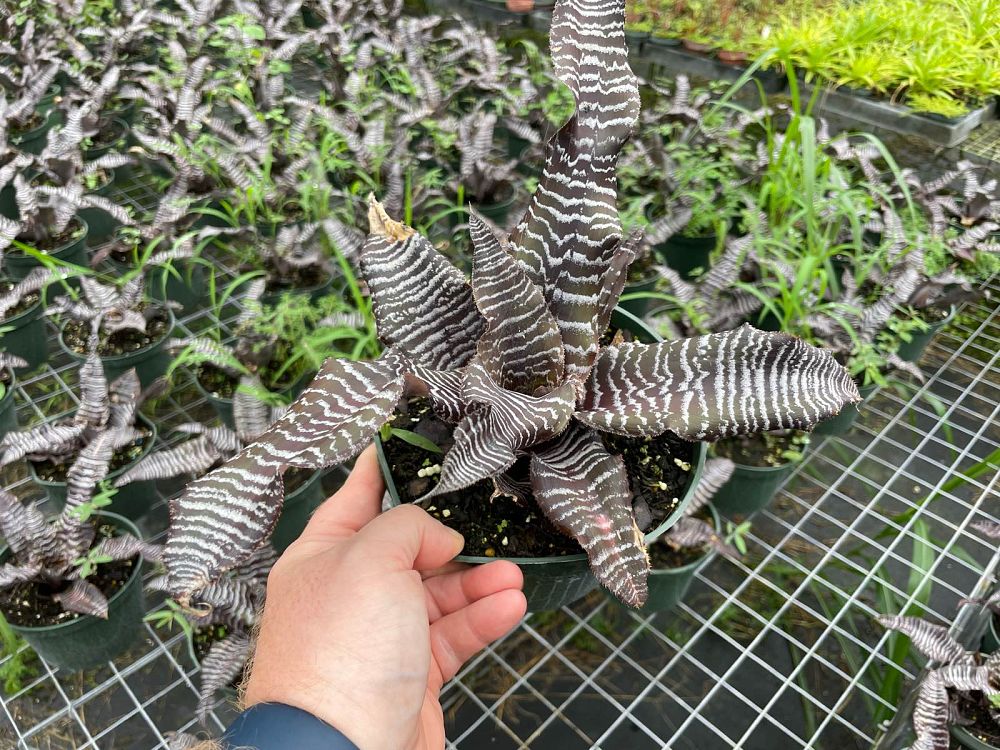 cryptanthus-zonatus-zebrina-bromeliad-zebra-star-bromeliad