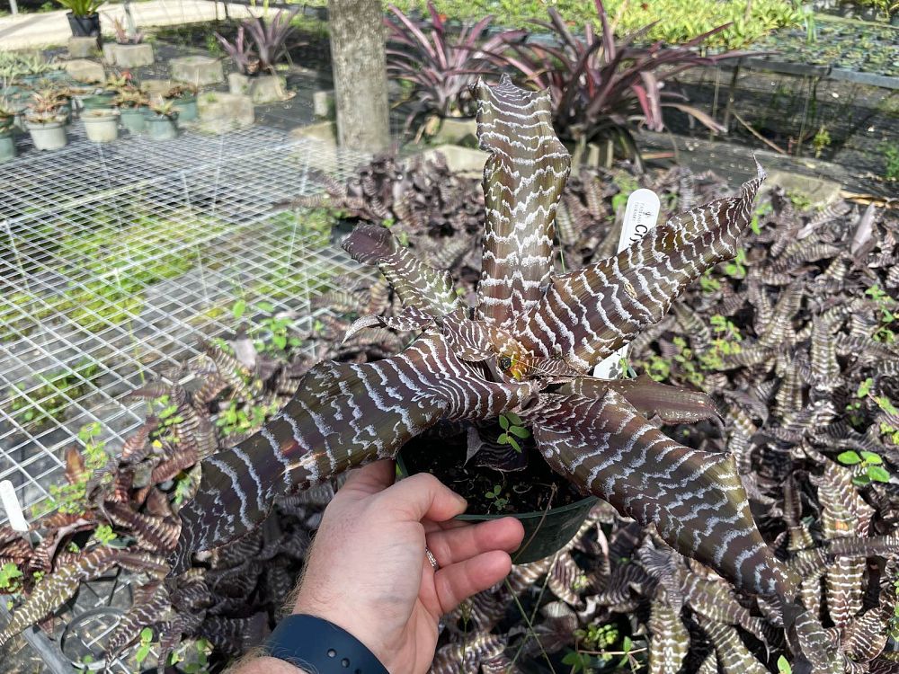 cryptanthus-zonatus-zebrina-bromeliad-zebra-star-bromeliad