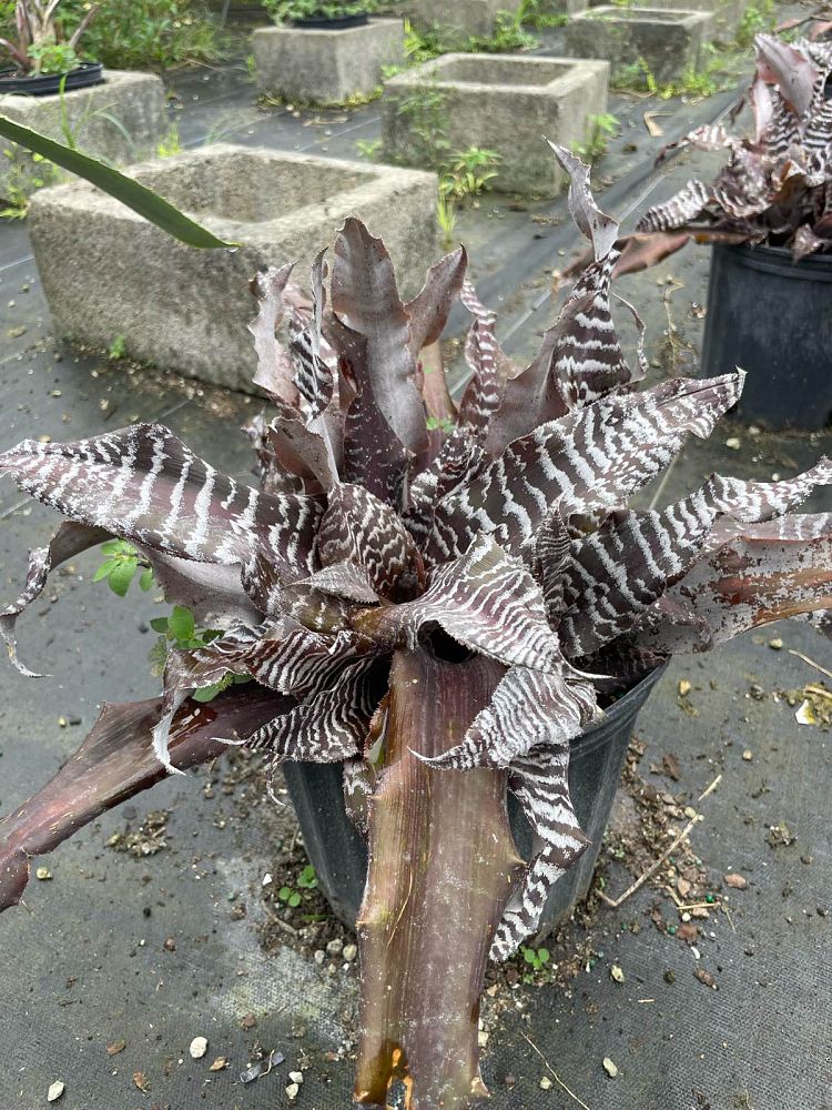 cryptanthus-zonatus-zebrina-bromeliad-zebra-star-bromeliad