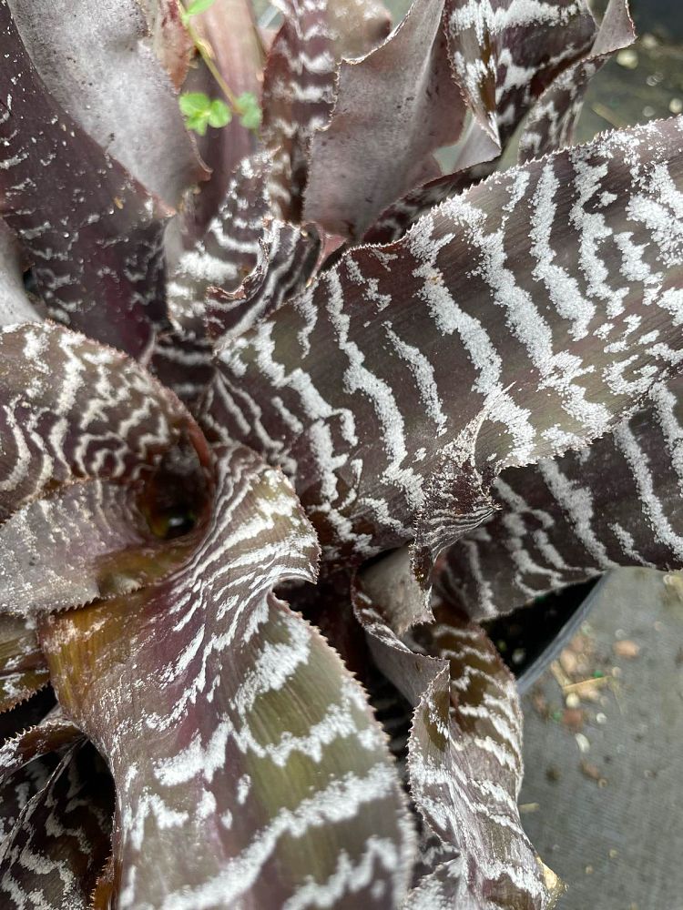 cryptanthus-zonatus-zebrina-bromeliad-zebra-star-bromeliad