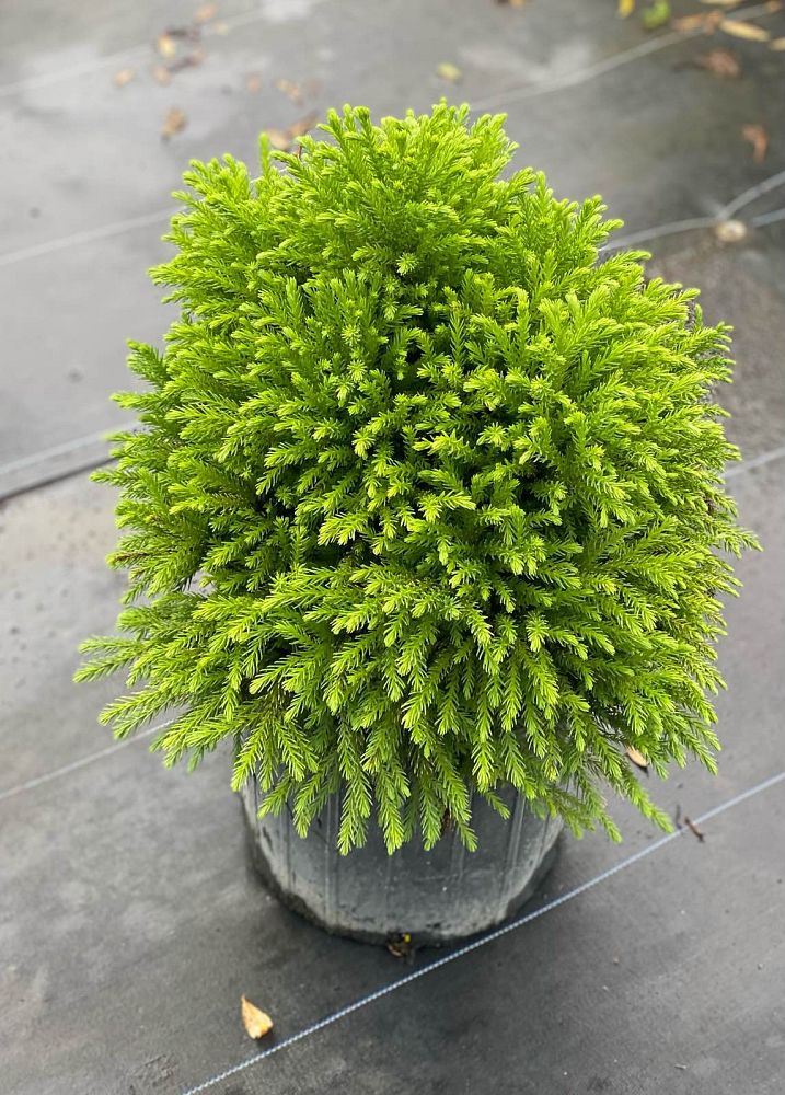 cryptomeria-japanese-cedar
