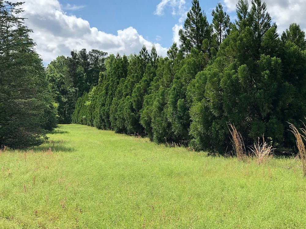 cryptomeria-japanese-cedar