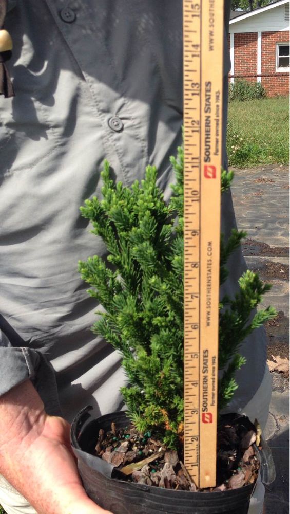 cryptomeria-japonica-black-dragon-japanese-cedar