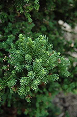 cryptomeria-japonica-black-dragon-japanese-cedar